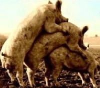 schwule schweine